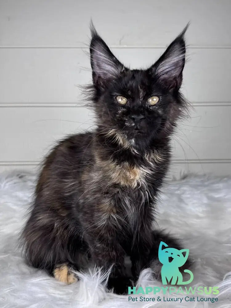 Agness Maine Coon female black tortie - live animals