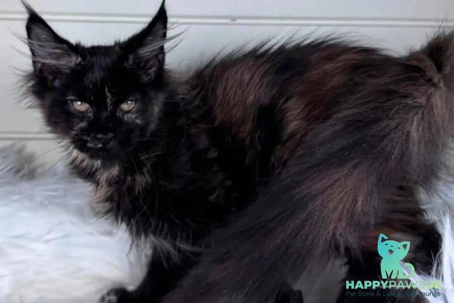 Agness Maine Coon female black tortie - live animals