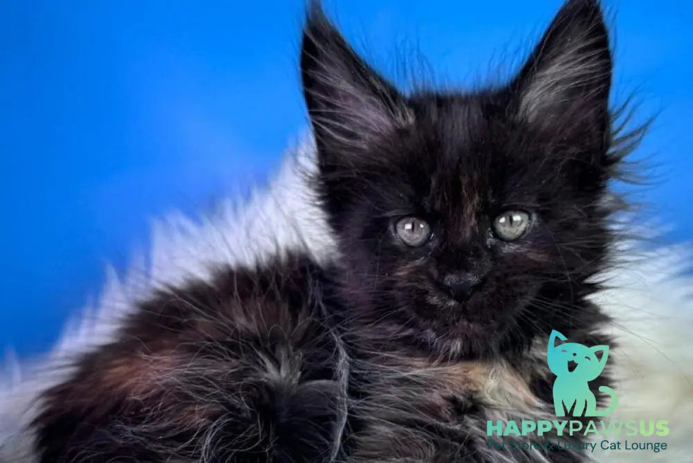 Agness Maine Coon female black tortie - live animals