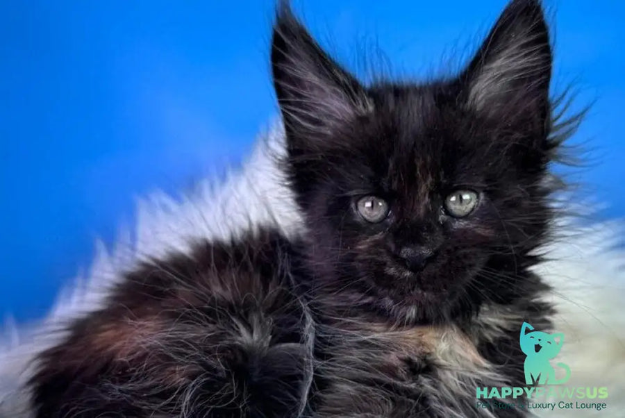 Agness Maine Coon female black tortie - live animals