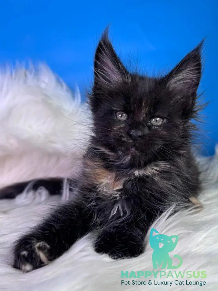 Agness Maine Coon female black tortie - live animals