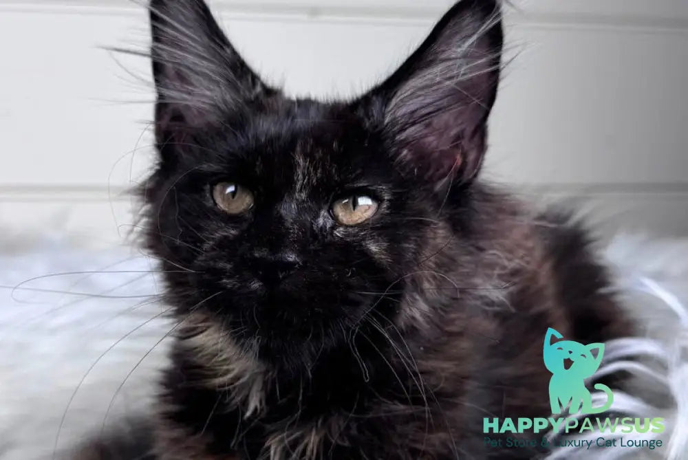 Agness Maine Coon female black tortie - live animals