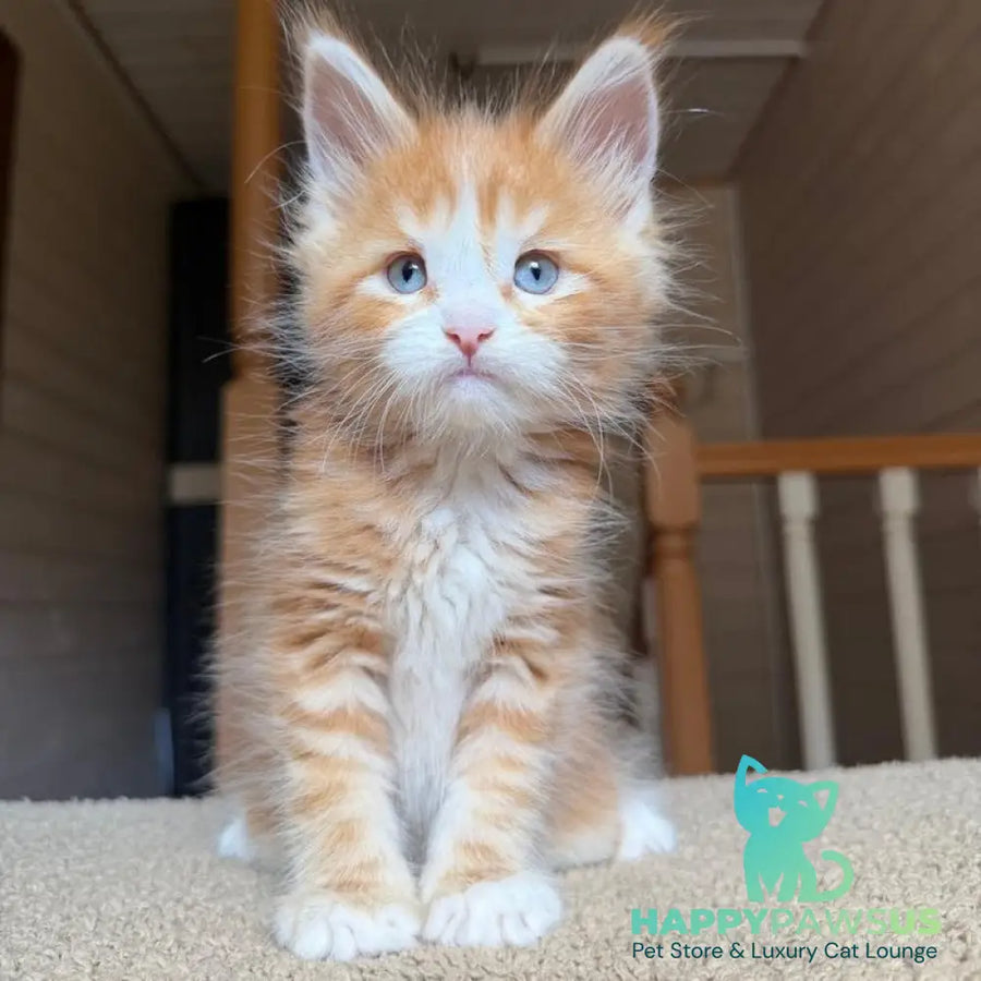 Aiden Maine Coon male red tabby with white - live animals