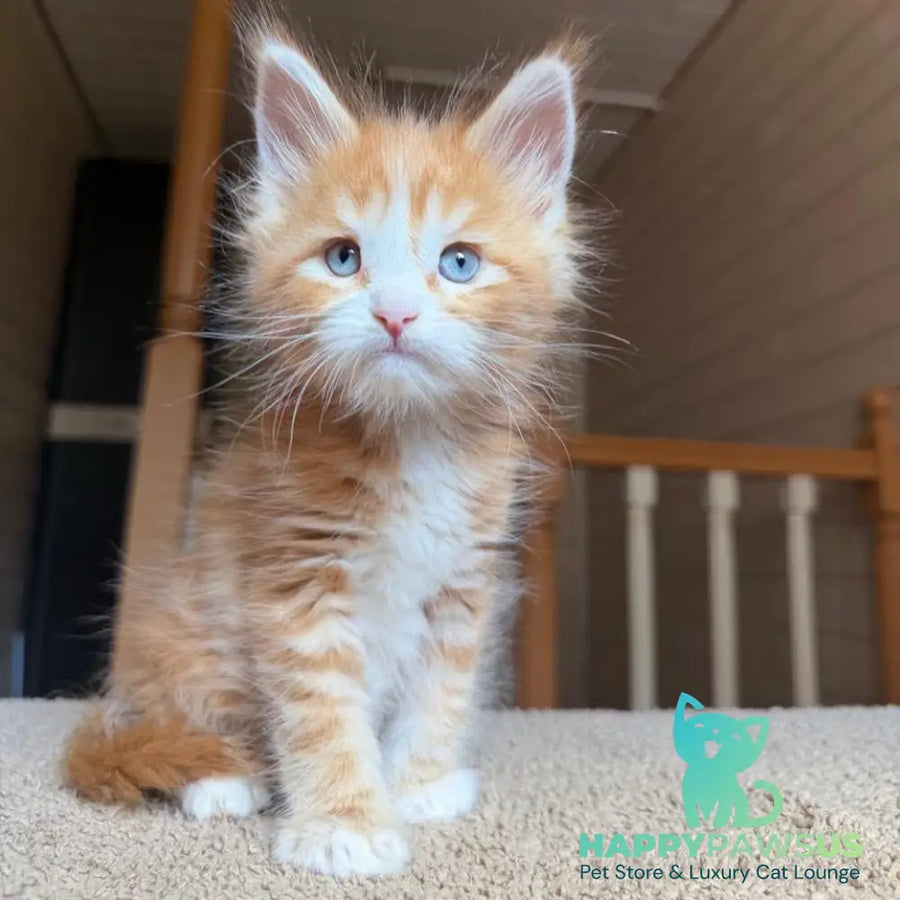 Aiden Maine Coon male red tabby with white - live animals