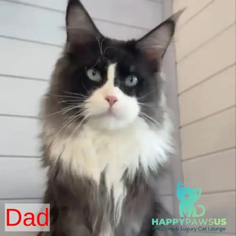 Aiden Maine Coon male red tabby with white - live animals