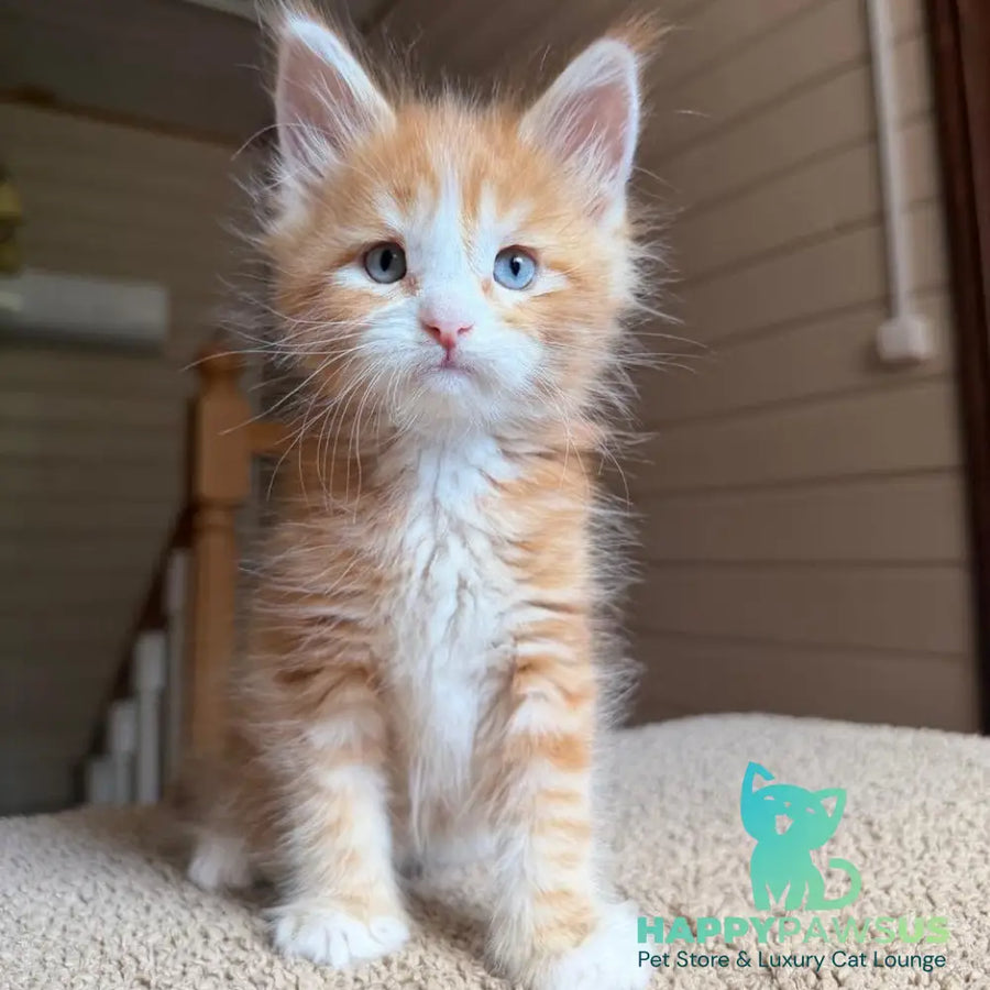 Aiden Maine Coon male red tabby with white - live animals