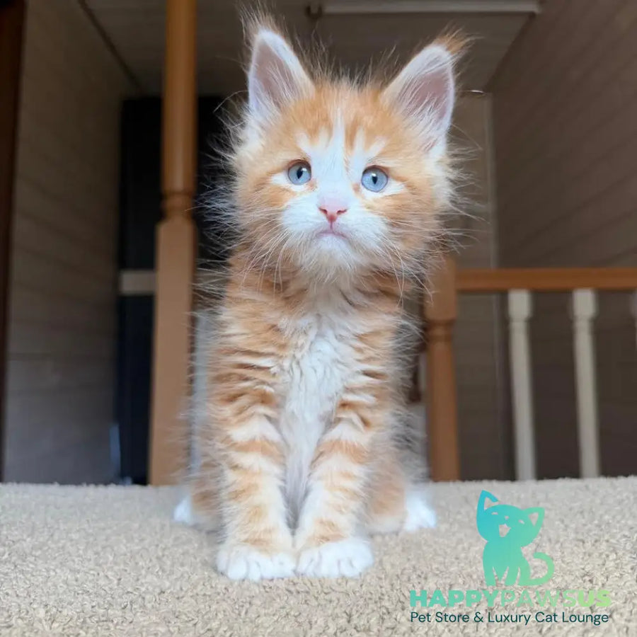 Aiden Maine Coon male red tabby with white - live animals
