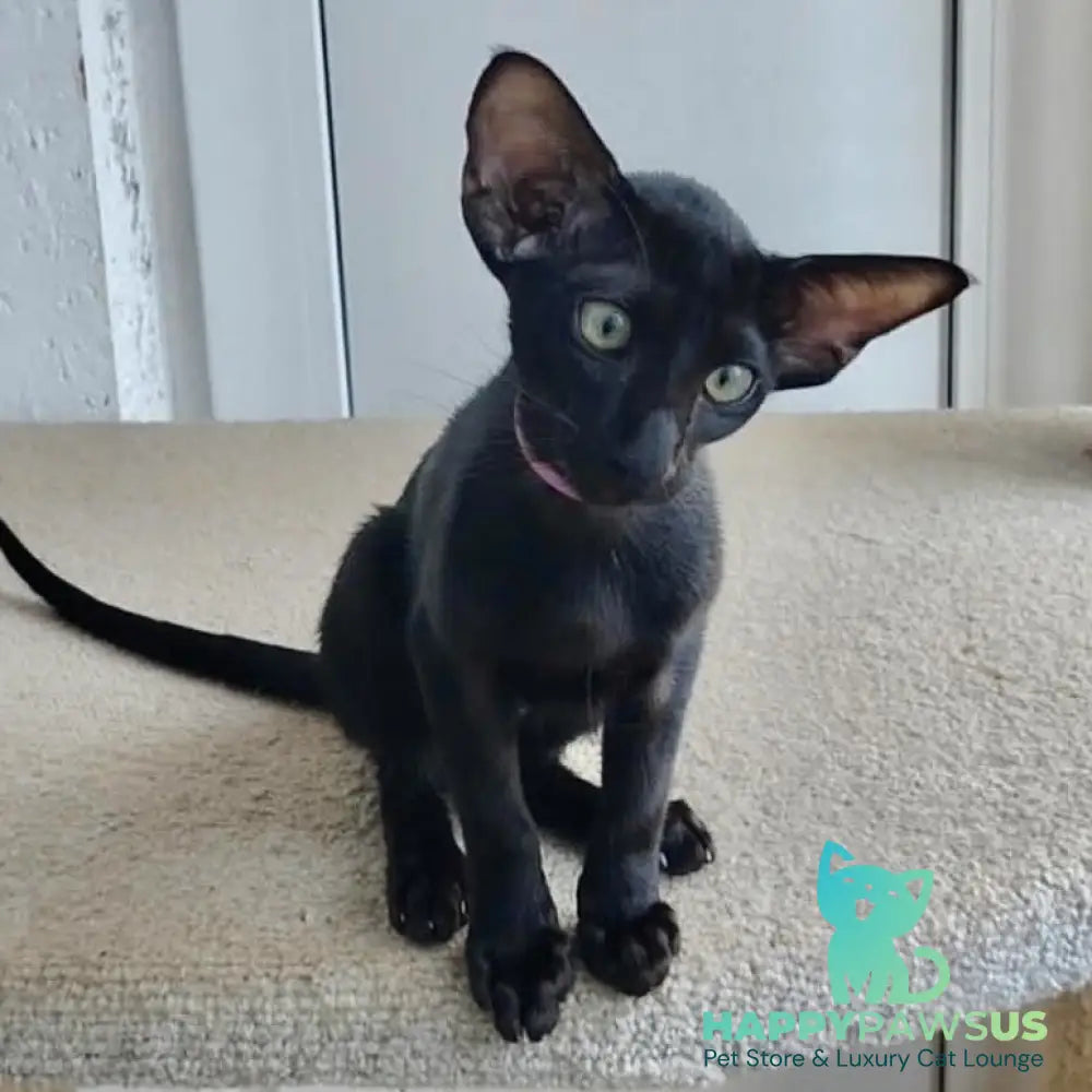 Airin Oriental Shorthair female chocolate - live animals