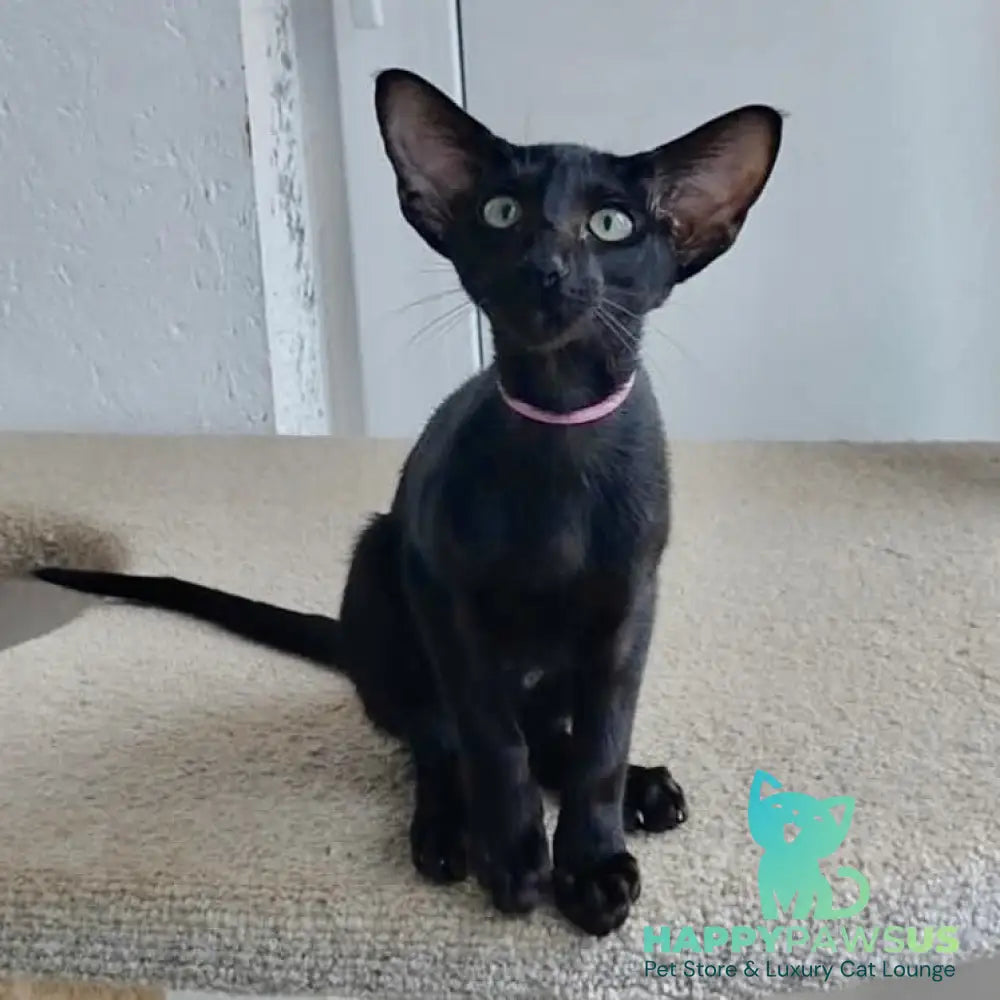 Airin Oriental Shorthair female chocolate - live animals