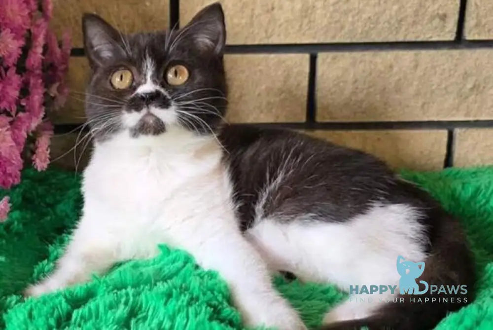 Aisha British Shorthair female black bicolour live animals