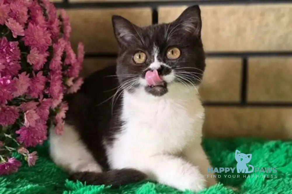 Aisha British Shorthair female black bicolour live animals