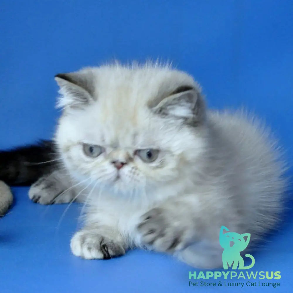 Aisha Exotic female blue tortie pointed - live animals