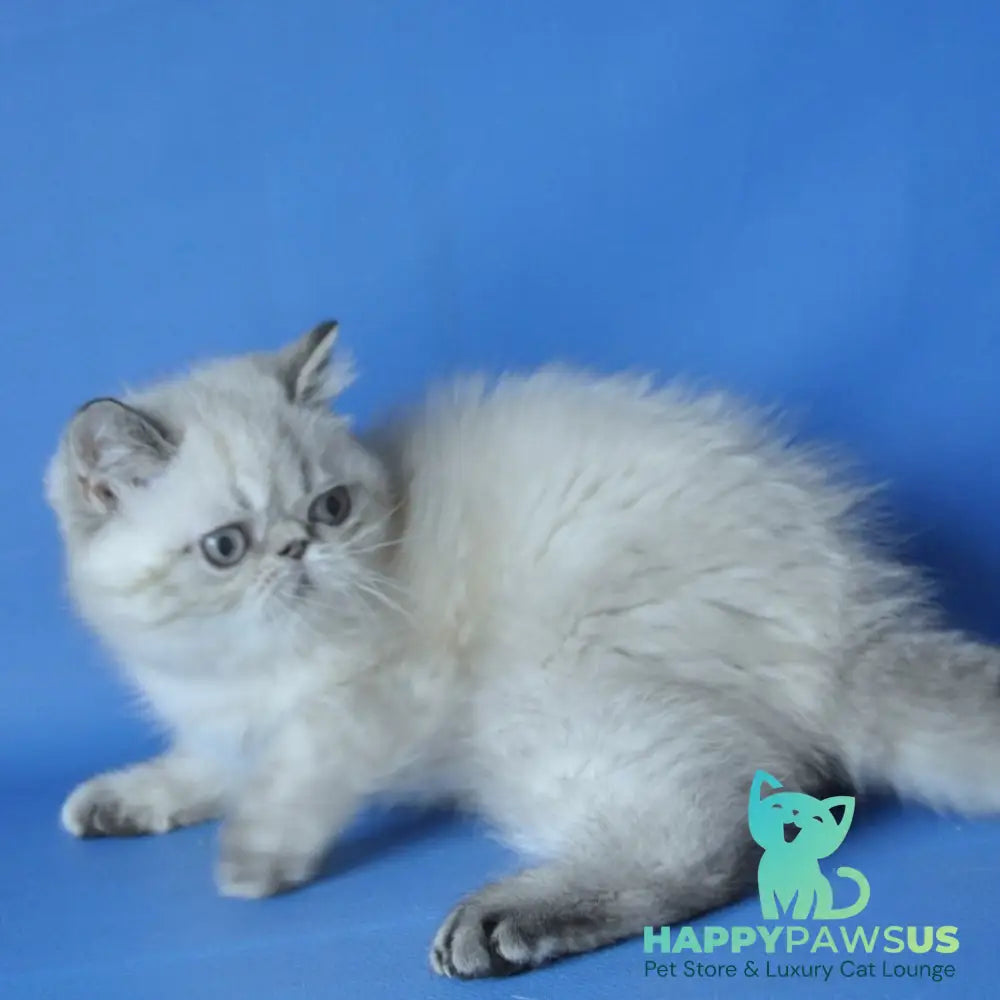 Aisha Exotic female blue tortie pointed - live animals