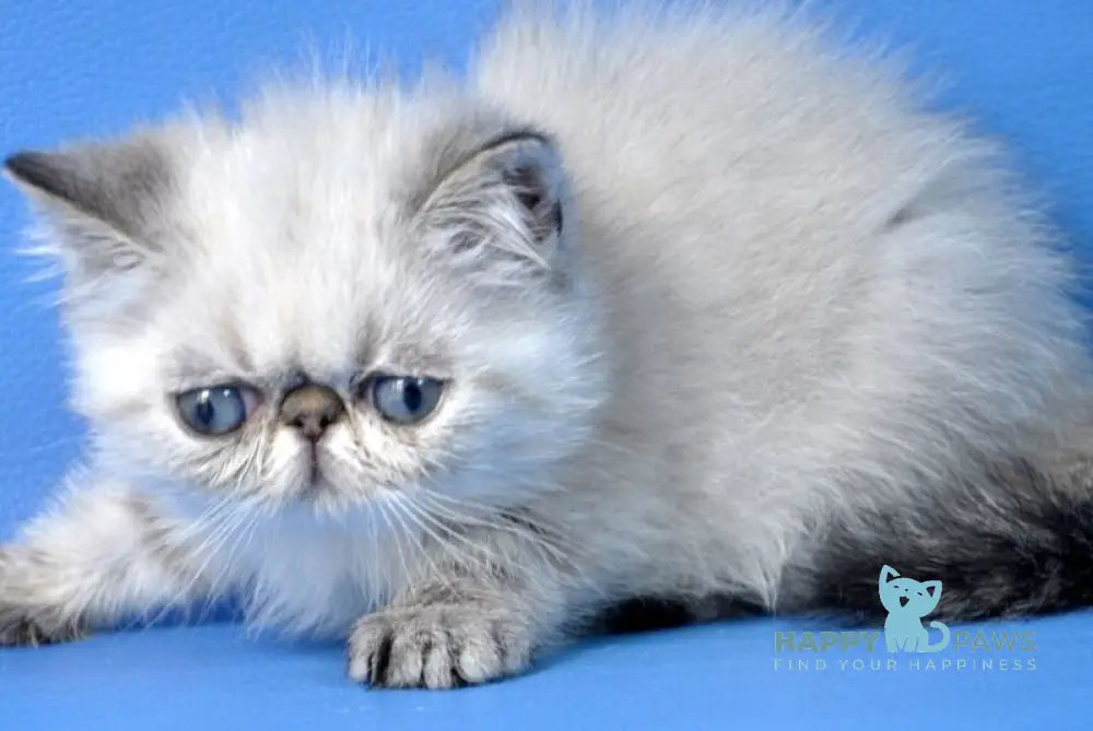 Aisha Exotic female seal tabby pointed live animals