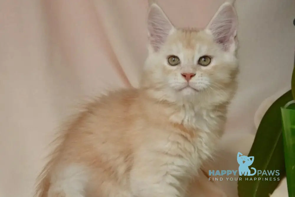 Aivars Maine Coon male red silver live animals