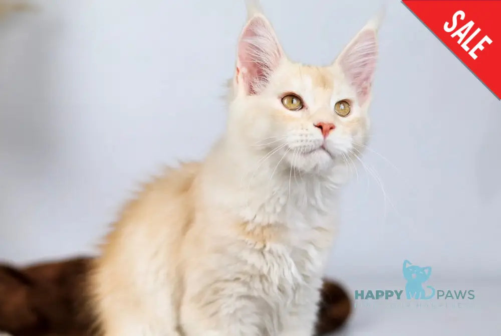 Aivars Maine Coon male red silver live animals