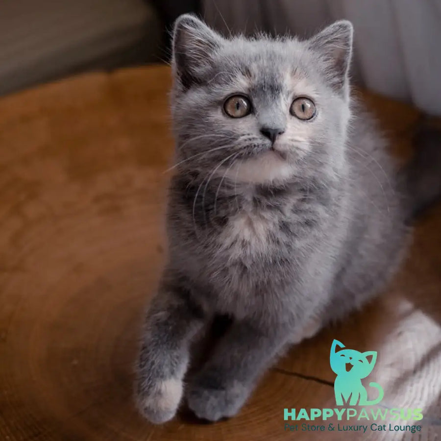 Aivi British Shorthair female blue tortie - live animals