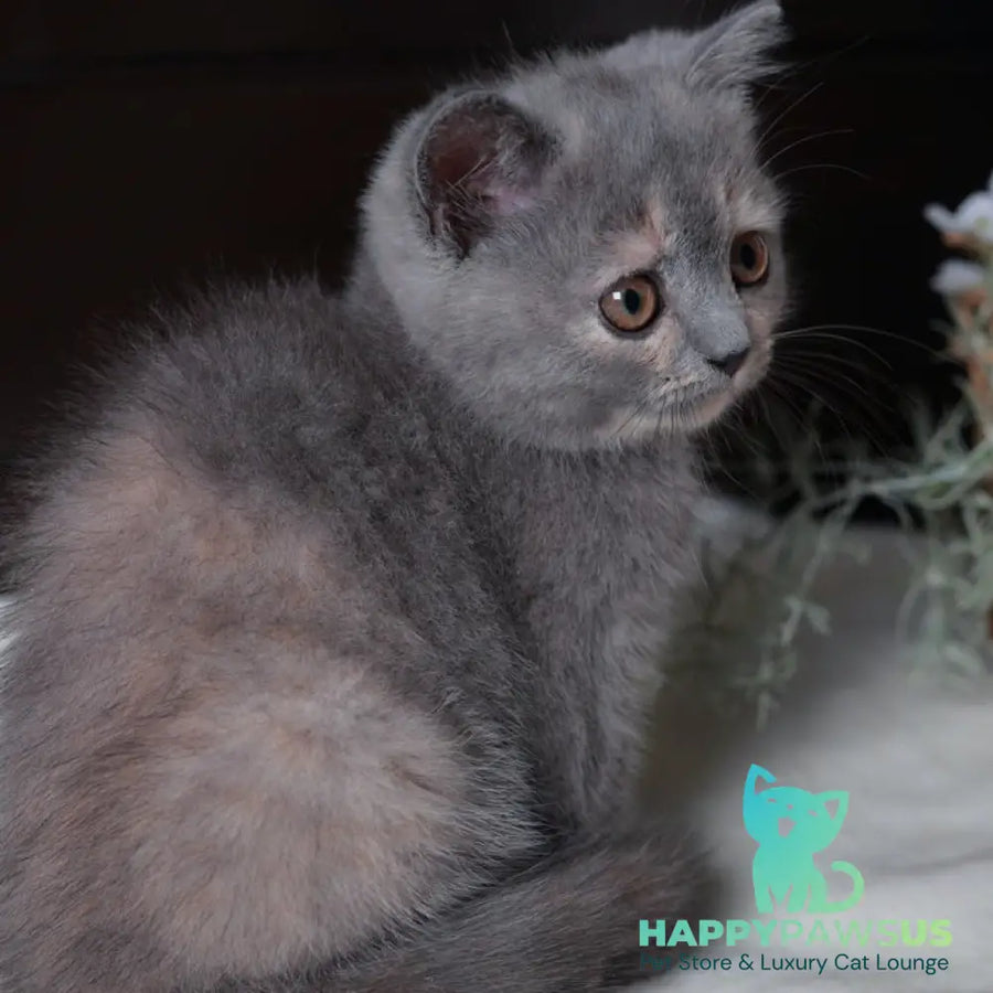 Aivi British Shorthair female blue tortie - live animals
