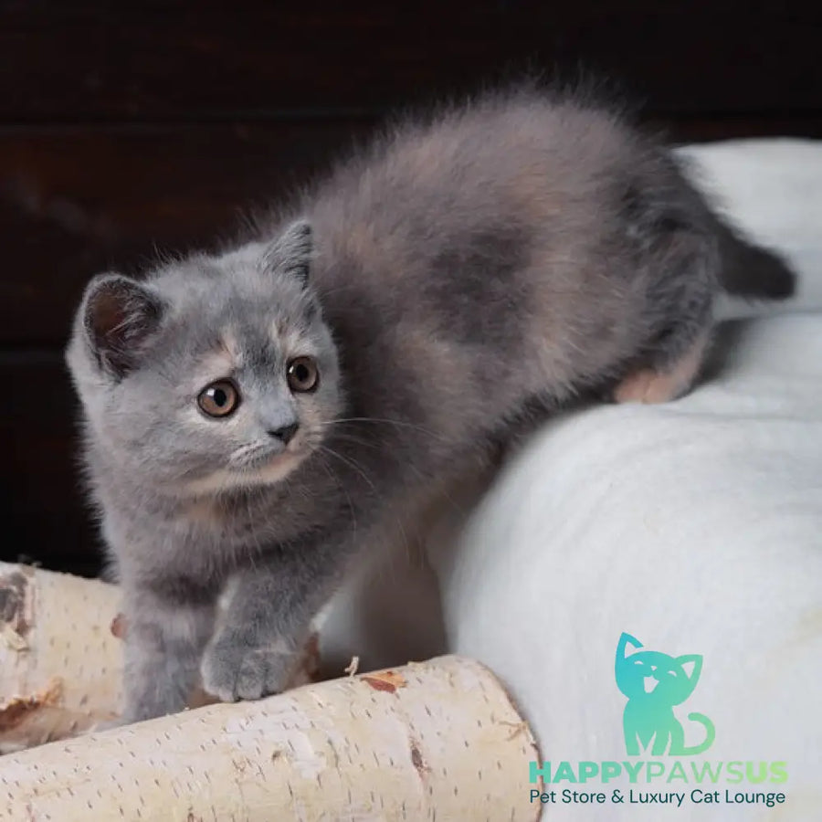 Aivi British Shorthair female blue tortie - live animals