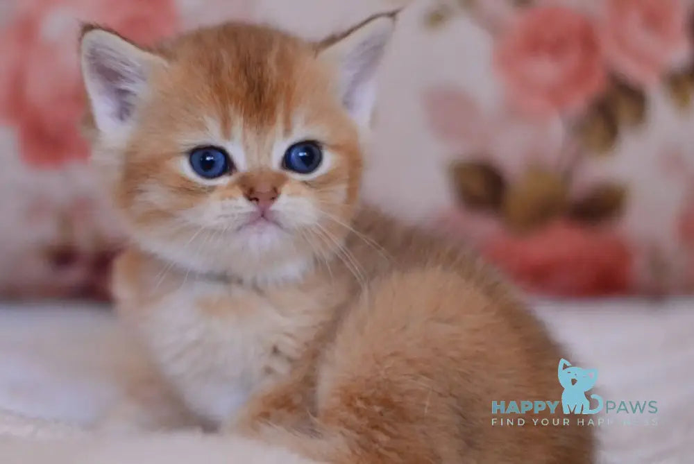 Aizek British Shorthair male black silver shaded live animals