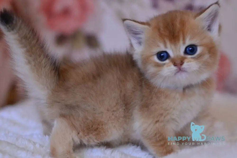 Aizek British Shorthair male black silver shaded live animals