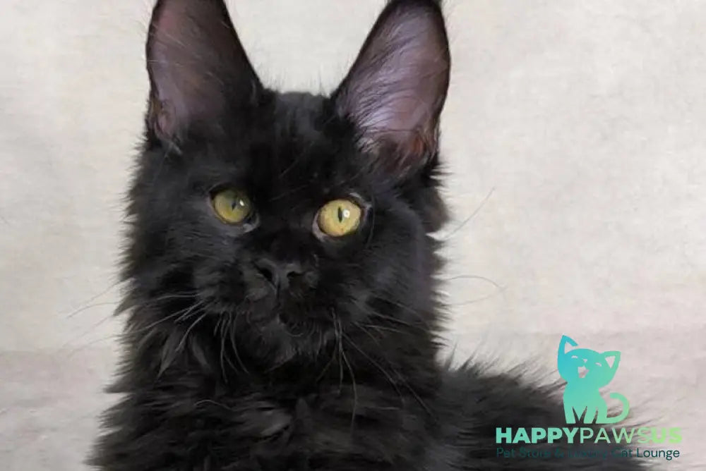 Akira Maine Coon female black live animals