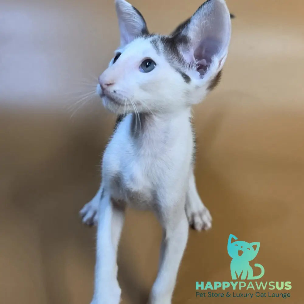 Akira Oriental Shorthair female chocolate bicolour - live animals