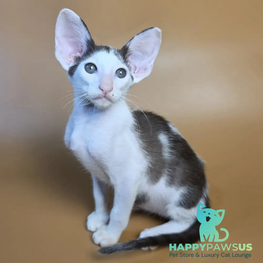 Akira Oriental Shorthair female chocolate bicolour - live animals