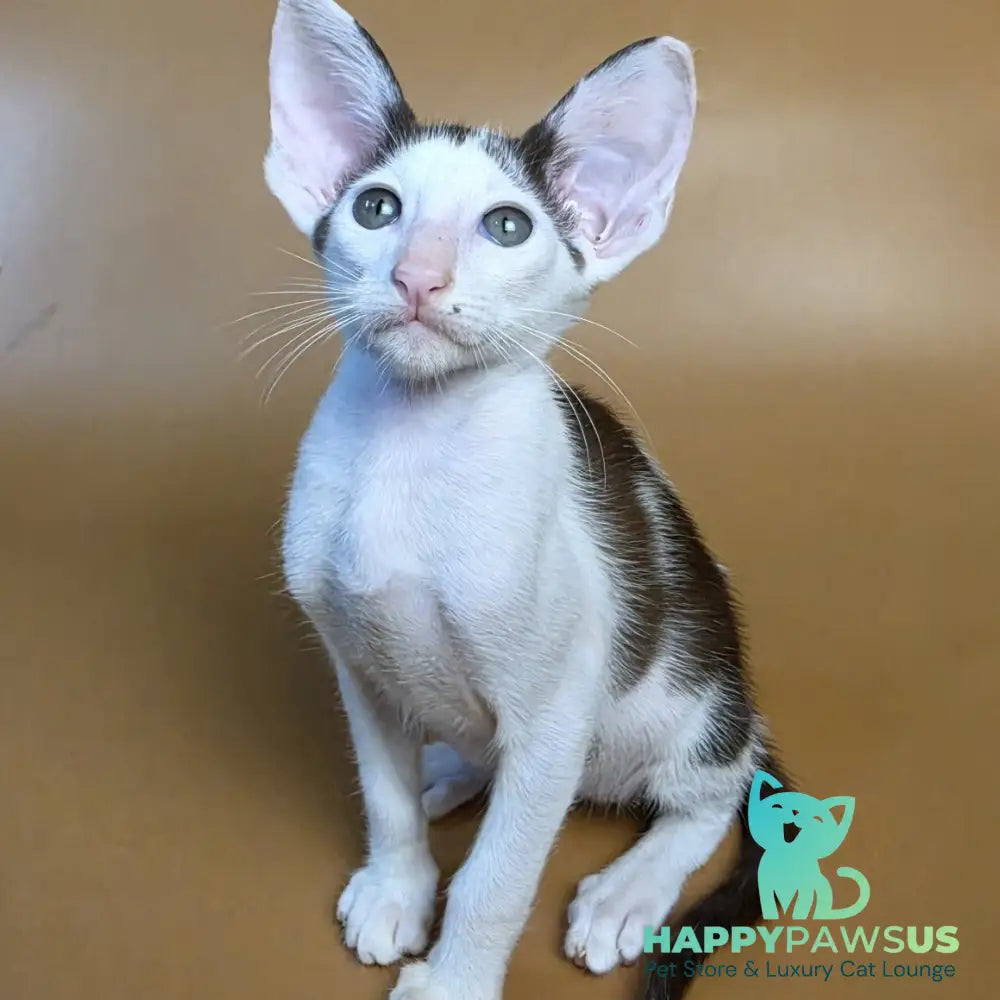 Akira Oriental Shorthair female chocolate bicolour - live animals