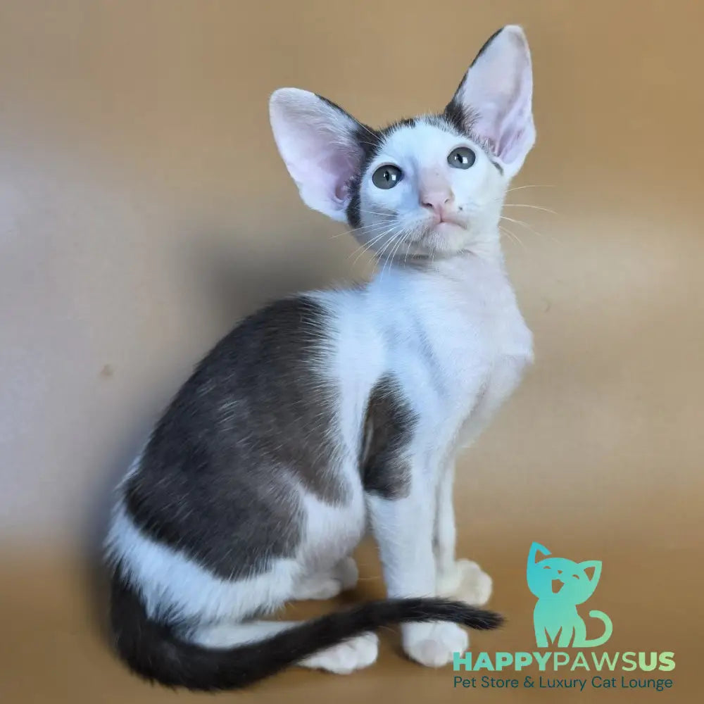Akira Oriental Shorthair female chocolate bicolour - live animals