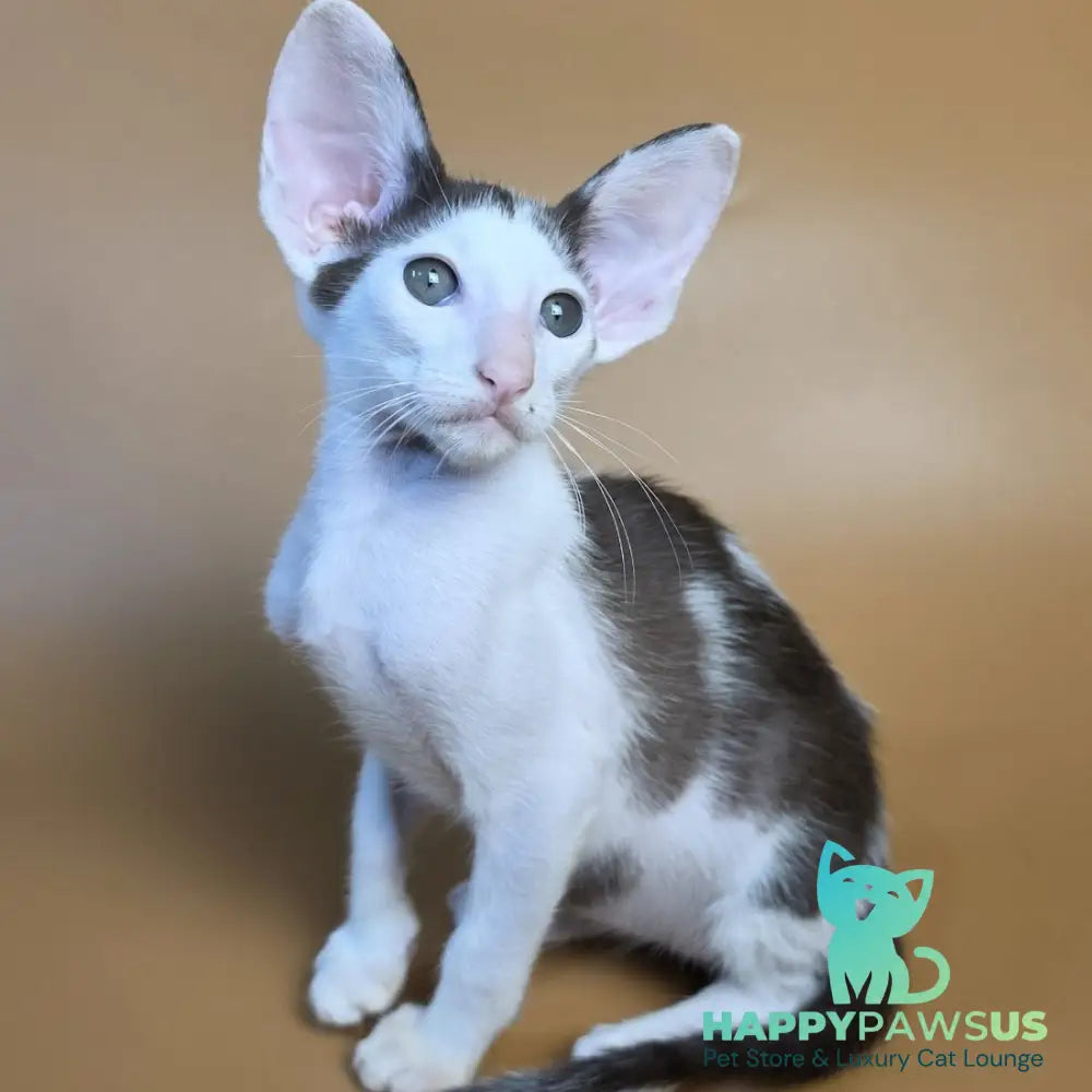 Akira Oriental Shorthair female chocolate bicolour - live animals