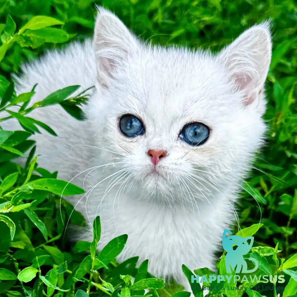 Akito Scottish Straight male black silver shaded - live animals
