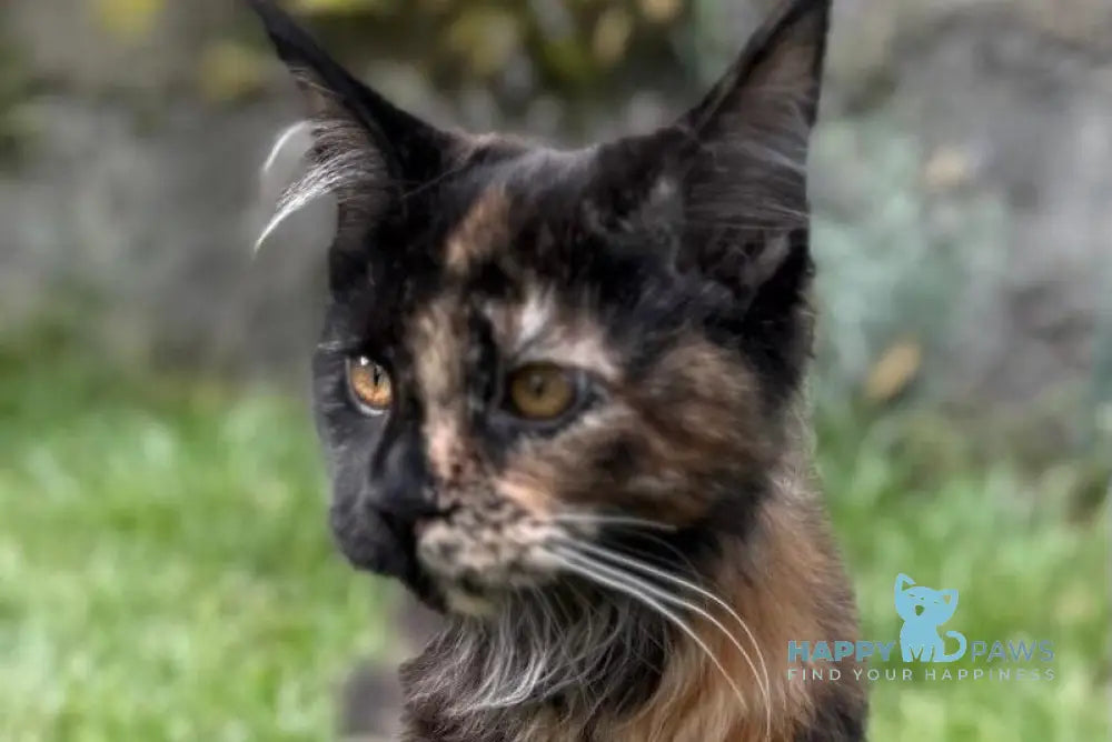 Akki Maine Coon female black tortie live animals