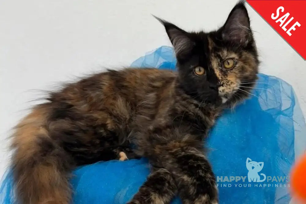 Akki Maine Coon female black tortie live animals