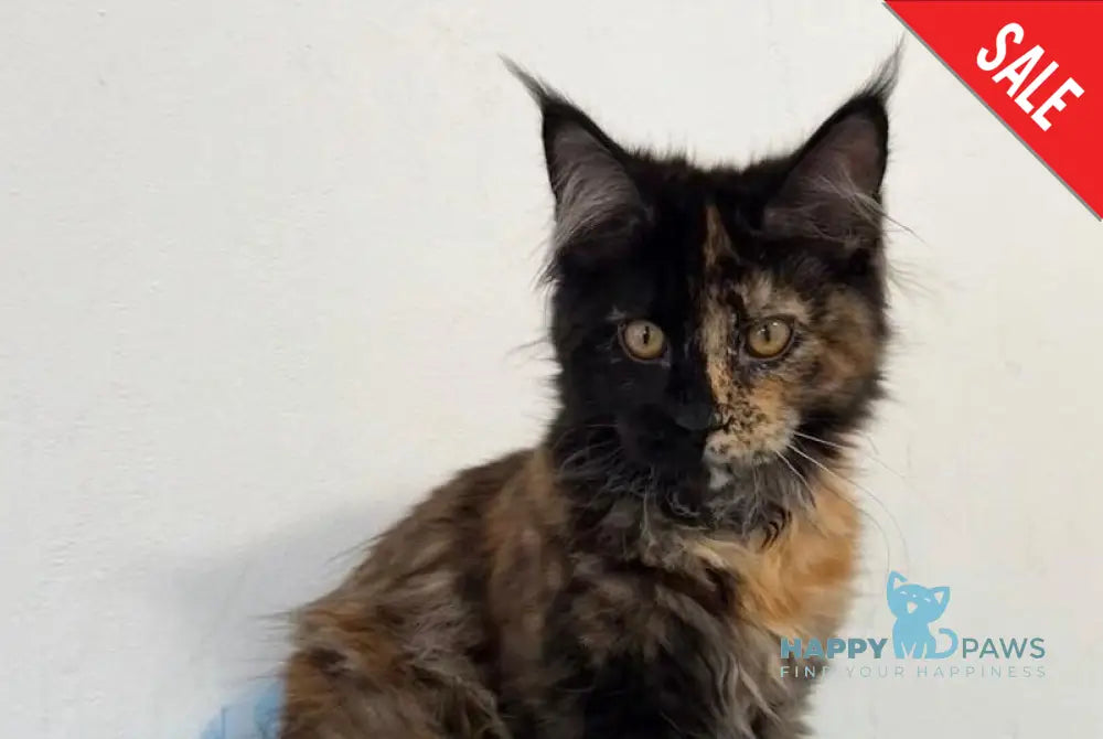 Akki Maine Coon female black tortie live animals