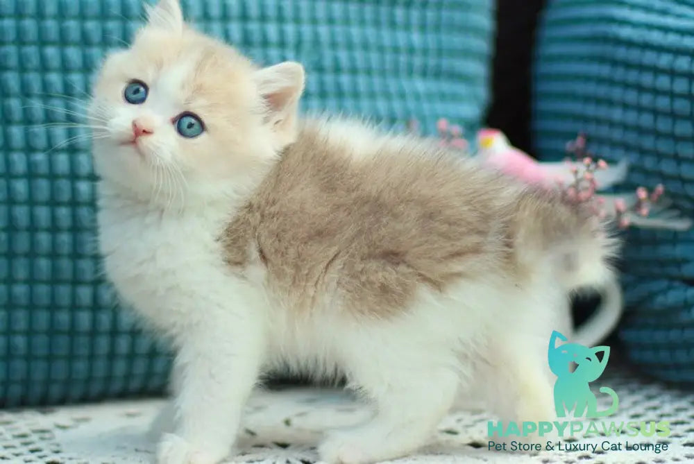 Aladin British Shorthair male blue golden shaded bicolour - live animals