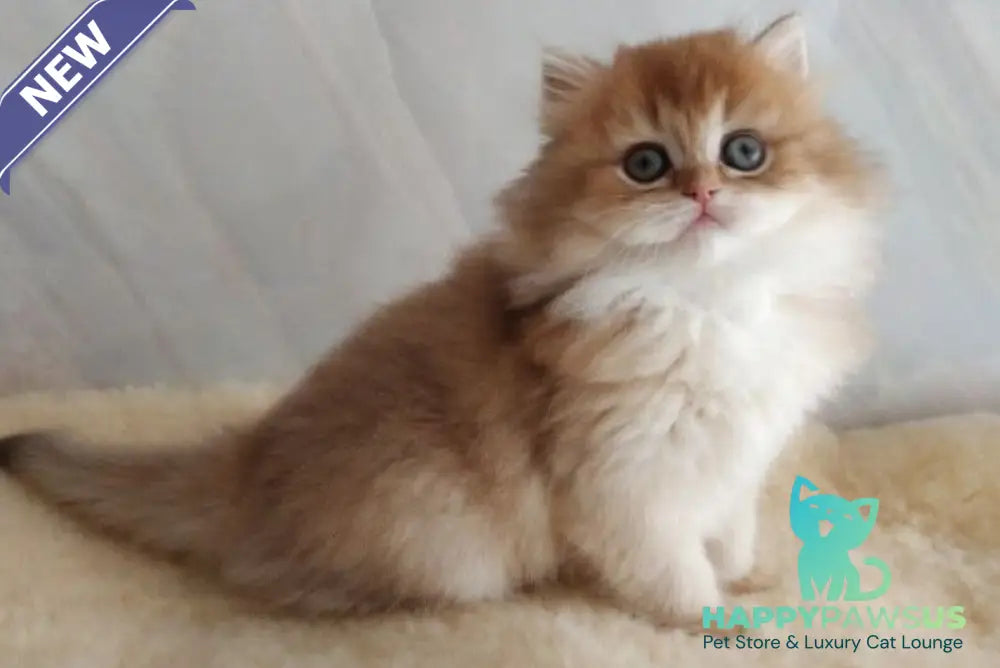 Alan British Longhair female chocolate golden shaded - live animals