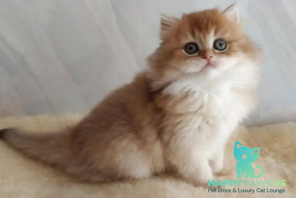 Alan British Longhair female chocolate golden shaded - live animals