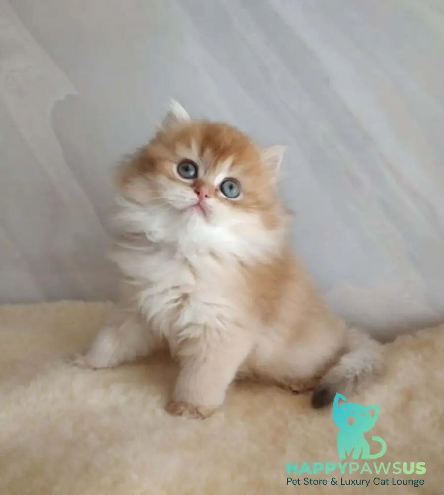Alan British Longhair female chocolate golden shaded - live animals