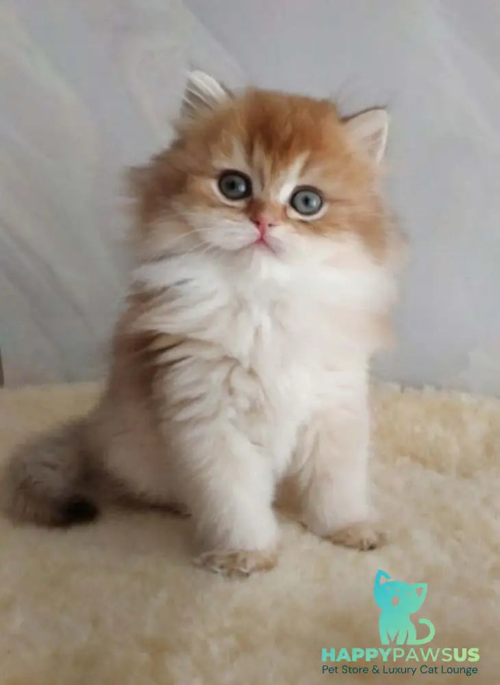 Alan British Longhair female chocolate golden shaded - live animals