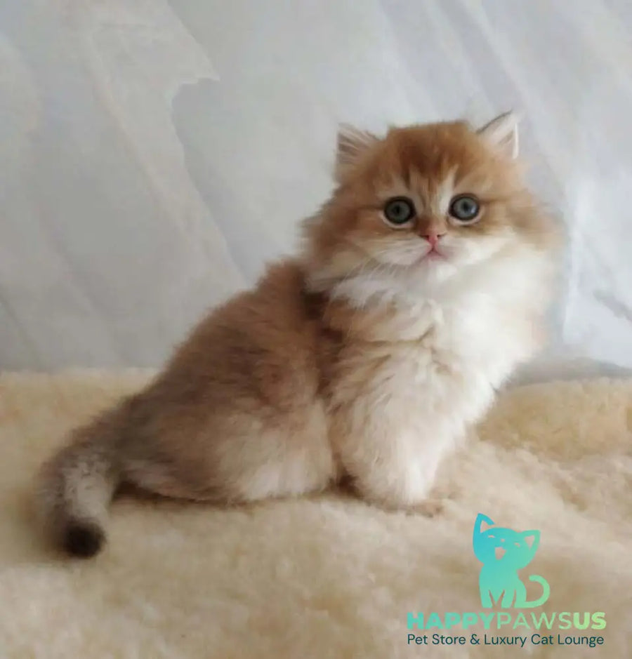 Alan British Longhair female chocolate golden shaded - live animals