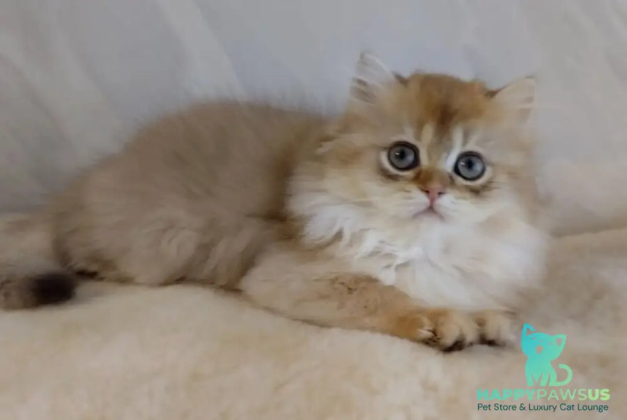 Alan British Longhair female chocolate golden shaded - live animals