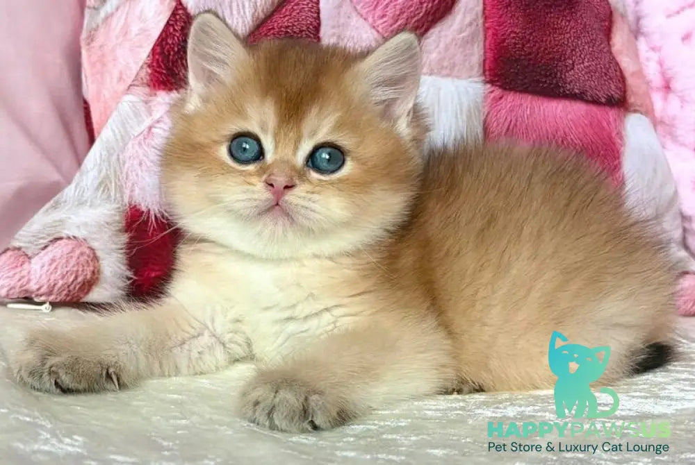 Alan British Shorthair male black golden shaded - live animals