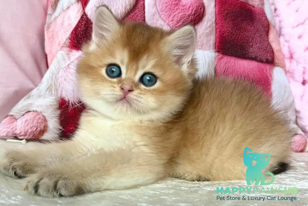 Alan British Shorthair male black golden shaded - live animals