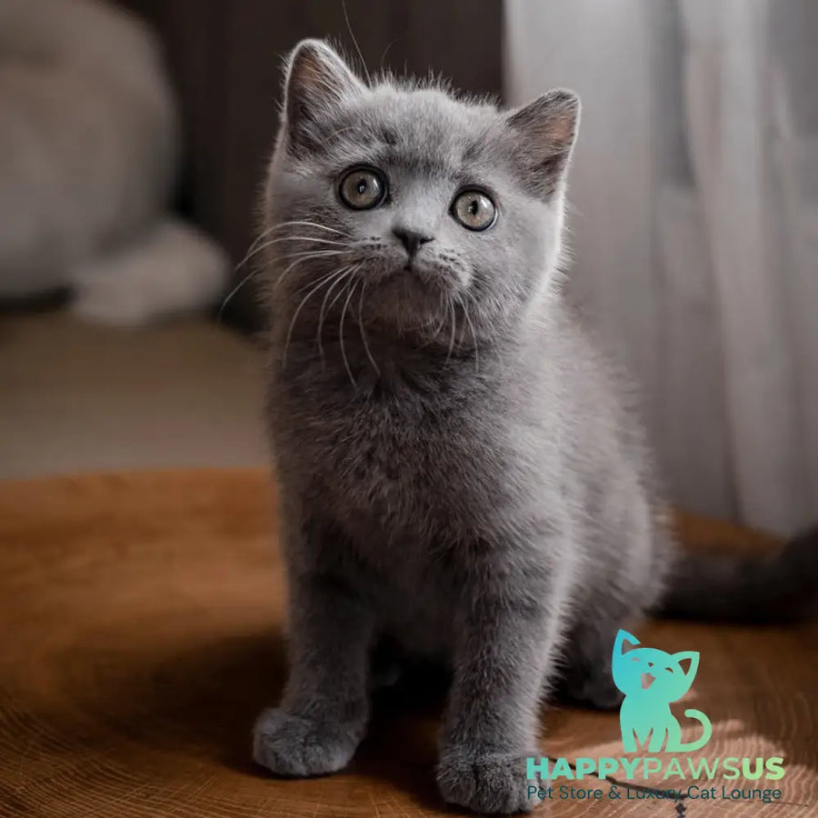 Alan British Shorthair male blue - live animals