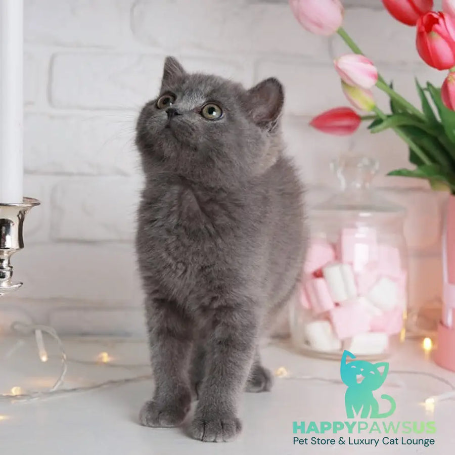 Alan British Shorthair male blue - live animals