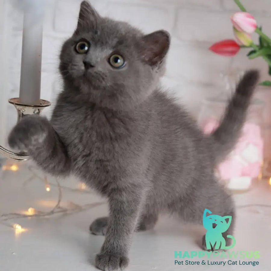 Alan British Shorthair male blue - live animals