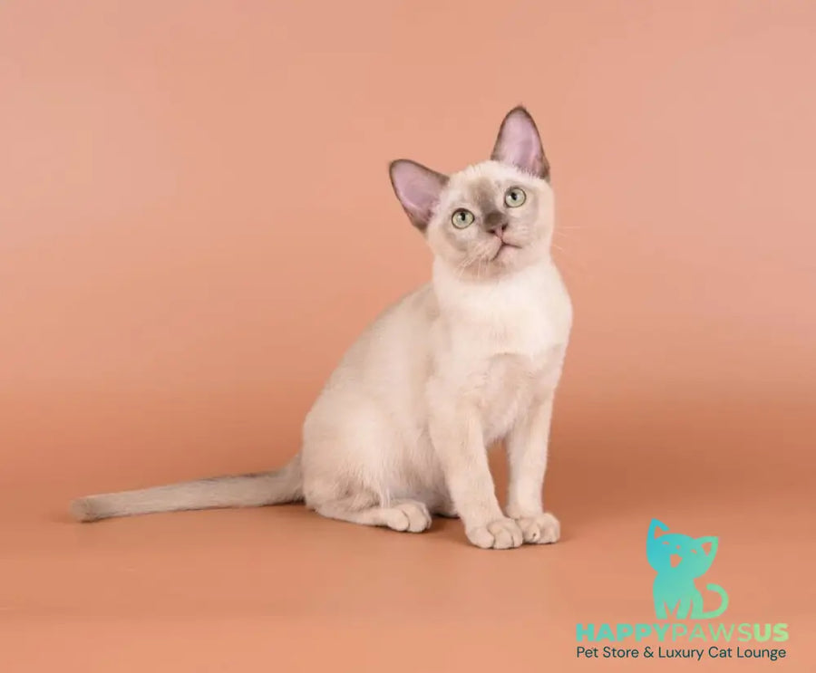 Alan Burmese male chocolate - live animals