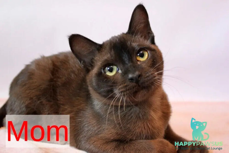 Alan Burmese male chocolate - live animals
