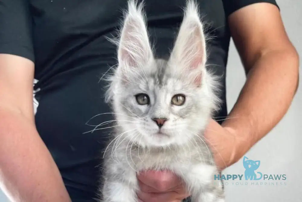 Alan Jr Maine Coon male black silver tabby live animals